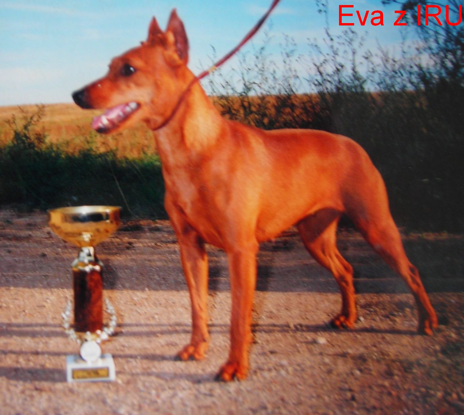 Eva z IRU Cacib pohár 11.9.97 Ml.Bol.pro rodokmen G