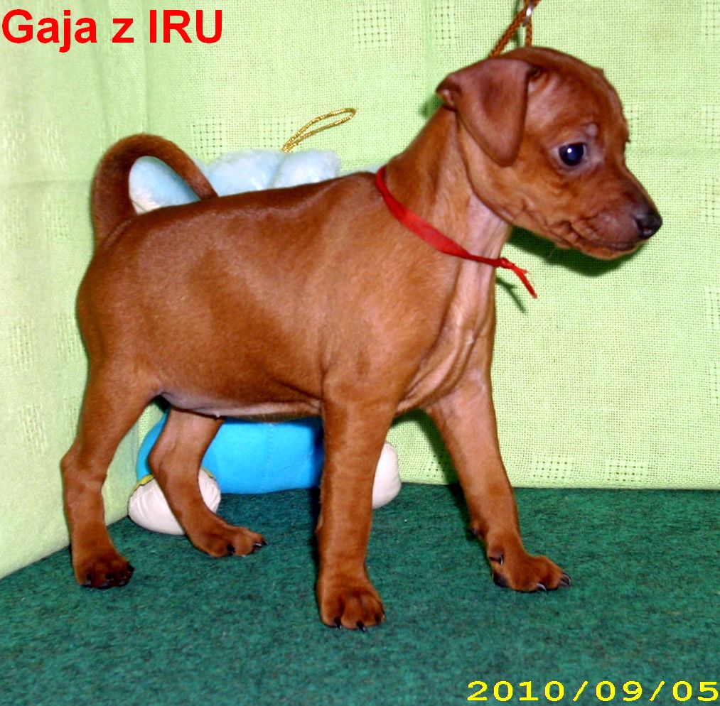Gaja z IRU 5.9.2010 stojí G