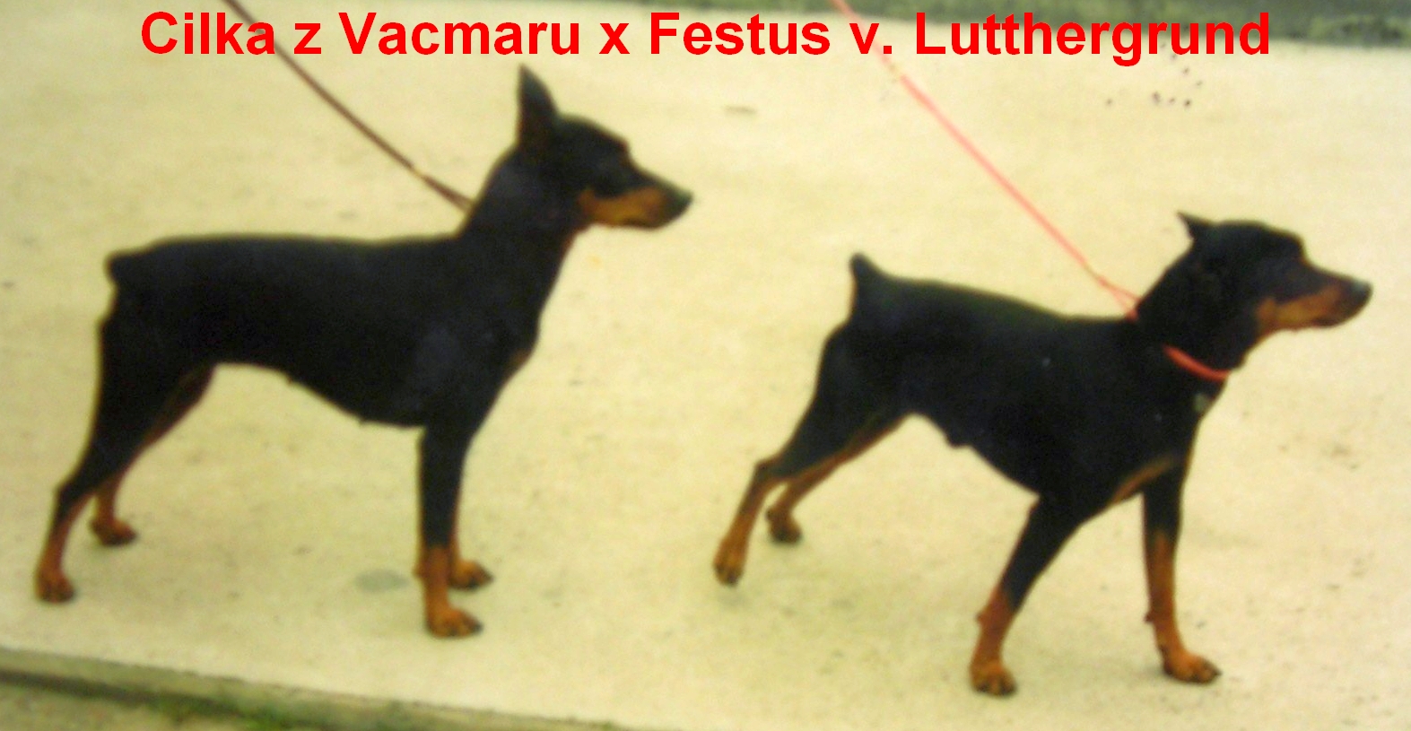 Chovný pár Cilka z Vacmaru x Festus v. Lutthergrund