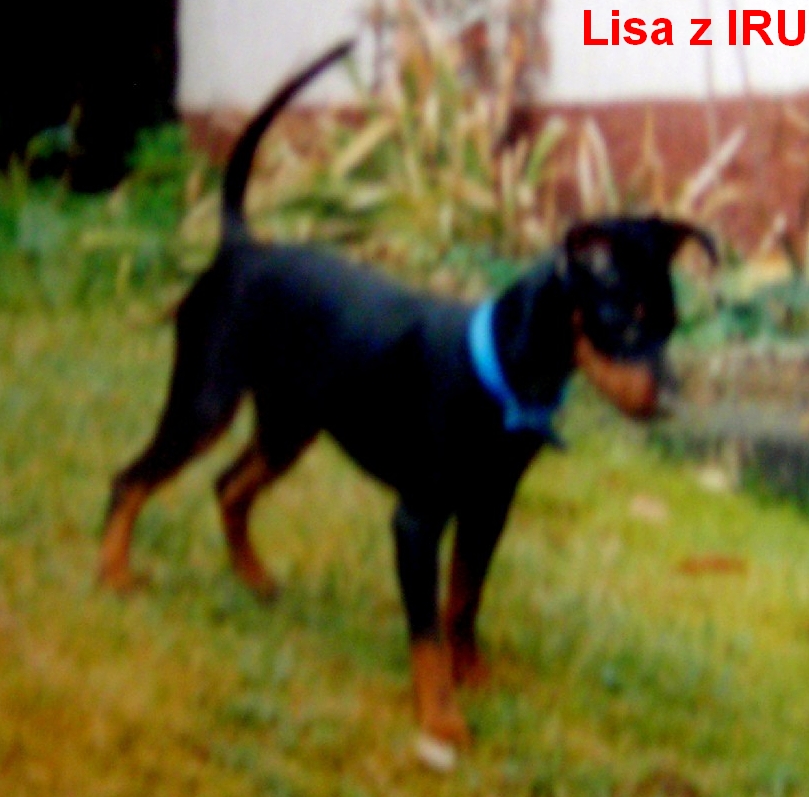 Lisa z IRU na lovu v Německu