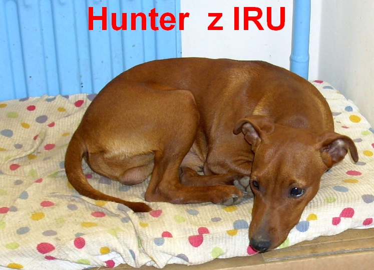 Hunter z IRU 9.2.2011 u radiatoru top