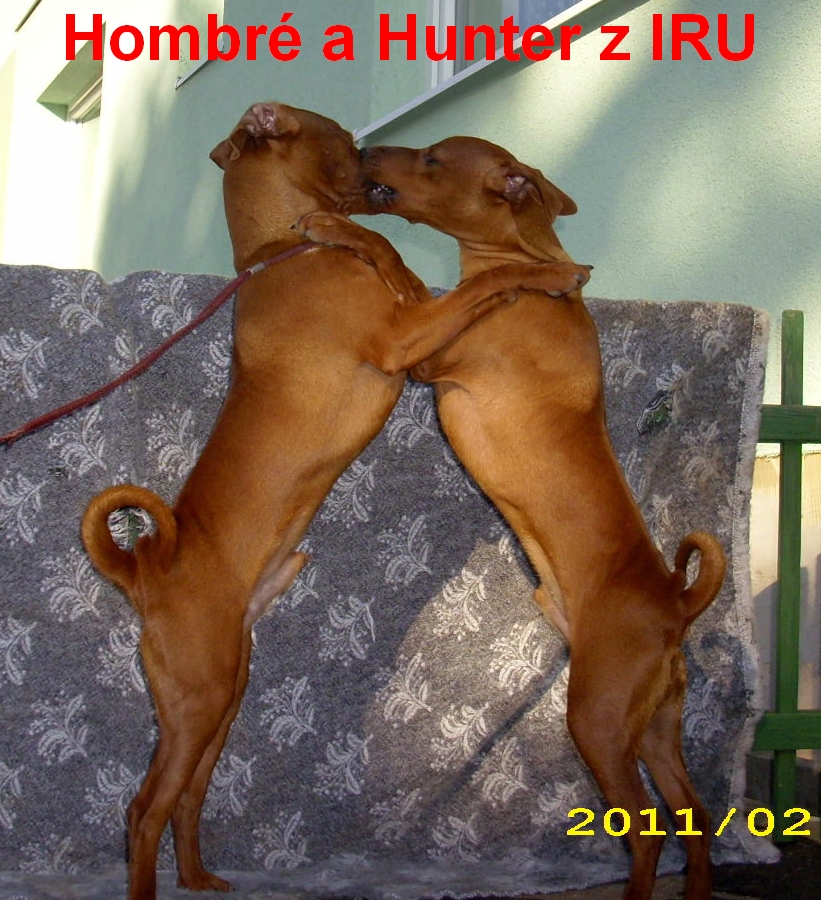 Hunter a Hombré z IRU 9.2.2011 jsou na zadních top