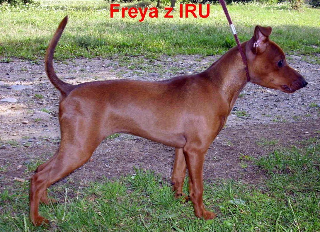 Freya z IRU 27.7.10 top,top