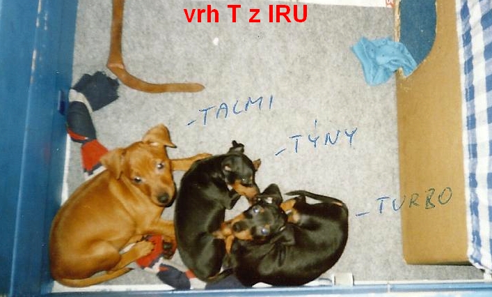 (5) 11.2.2004 Talmi,Týny,Turbo z IRU, 9.týden