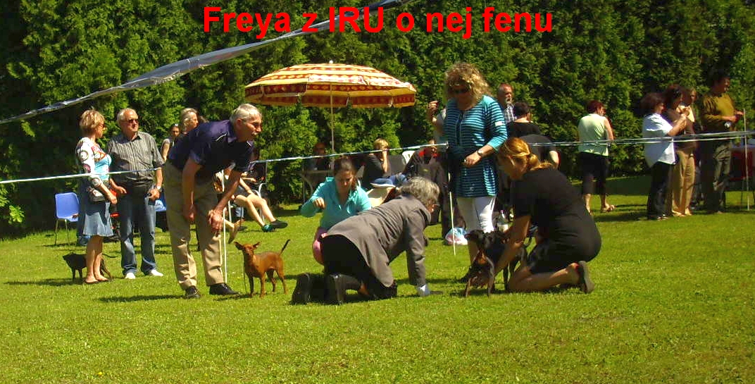 19.5.2013 Freya z IRU v kruhu o nej fenu ,kl.výst. Praha Juwim