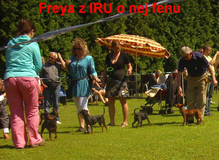 19.5.2013 Freya z IRU v kruhu s konkurencí ,kl.výst. Praha Juwim