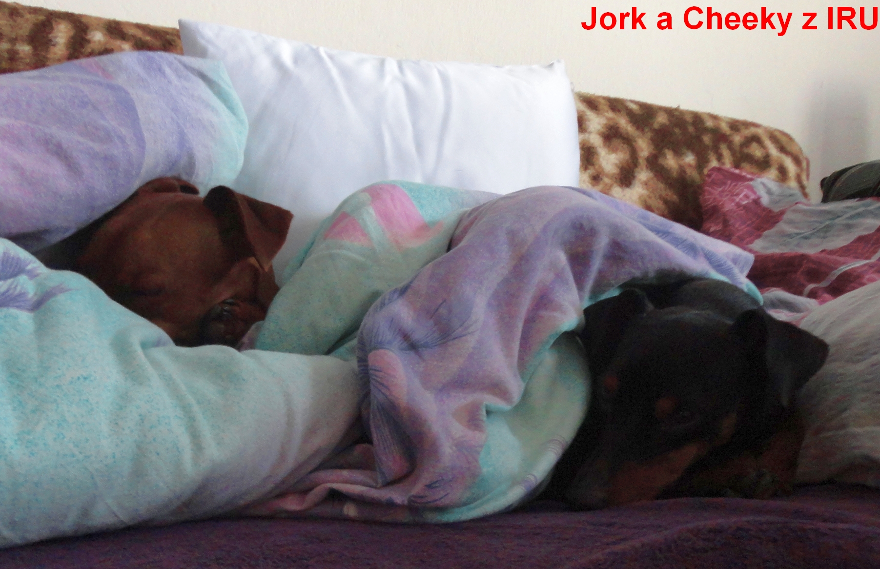 4.11.2013 Cheeky a Jork z IRU v posteli p