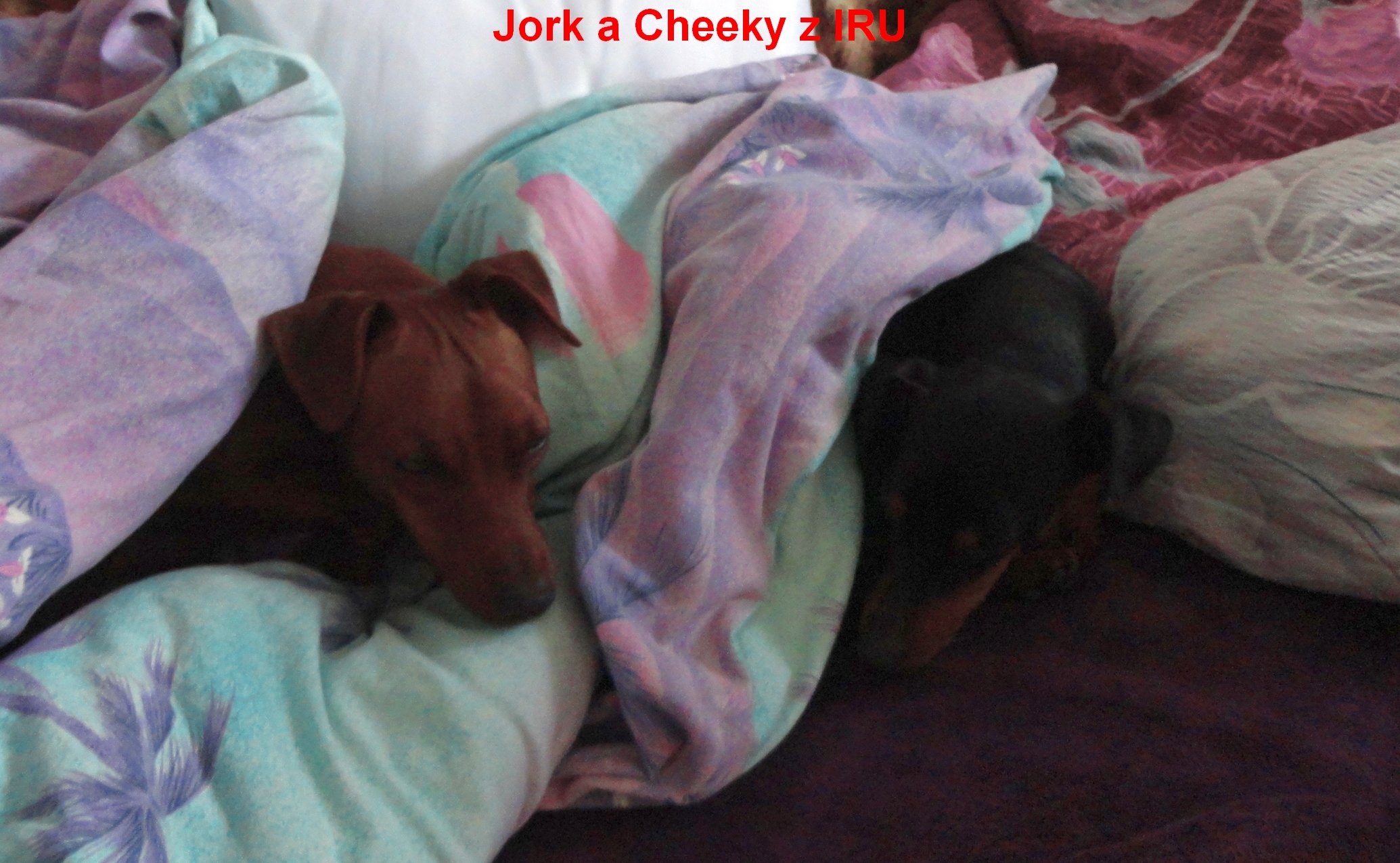 6.10.2013 Jork a Cheeky z IRU v posteli
