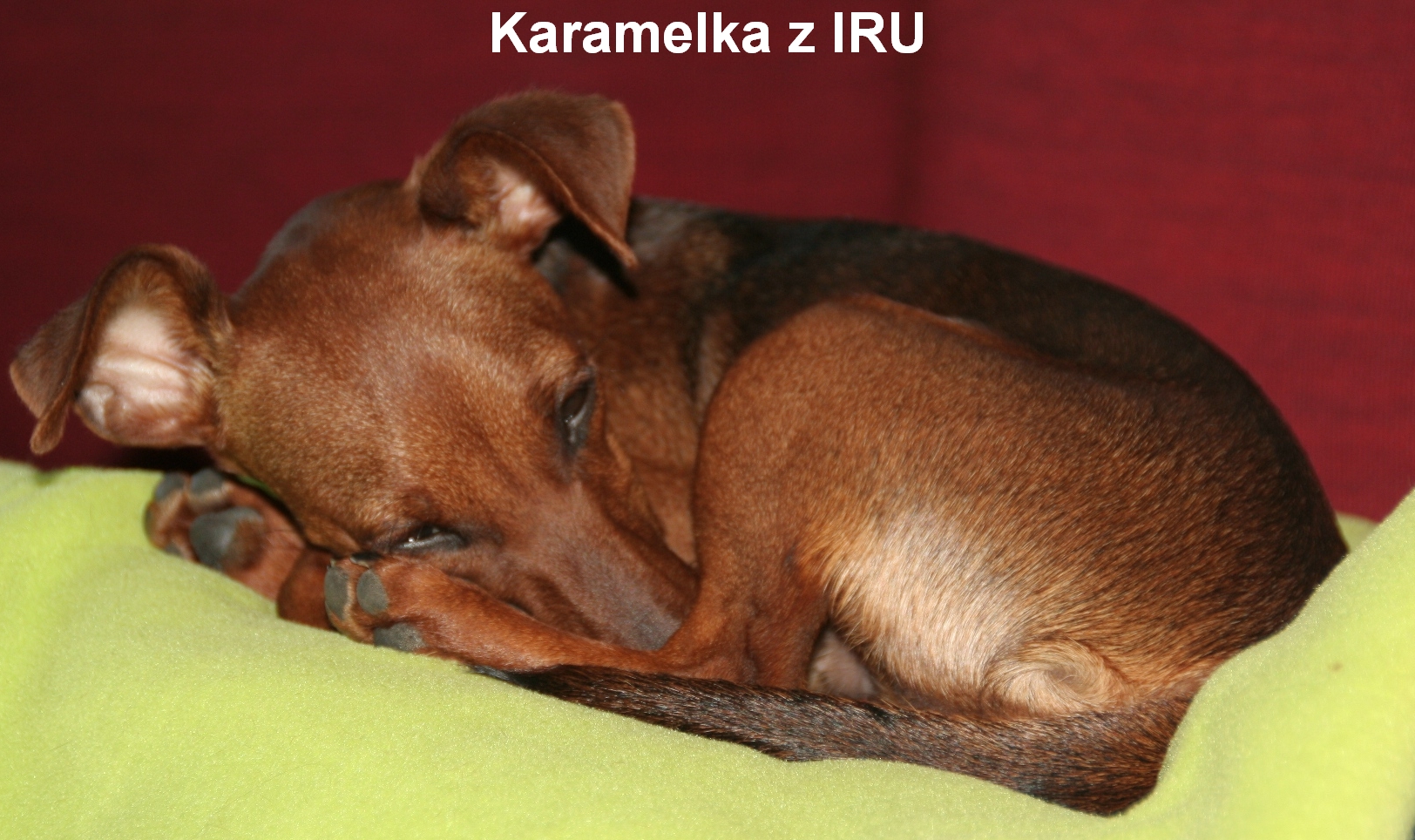 7.10.2013 Karamelka z IRU ležící,spící