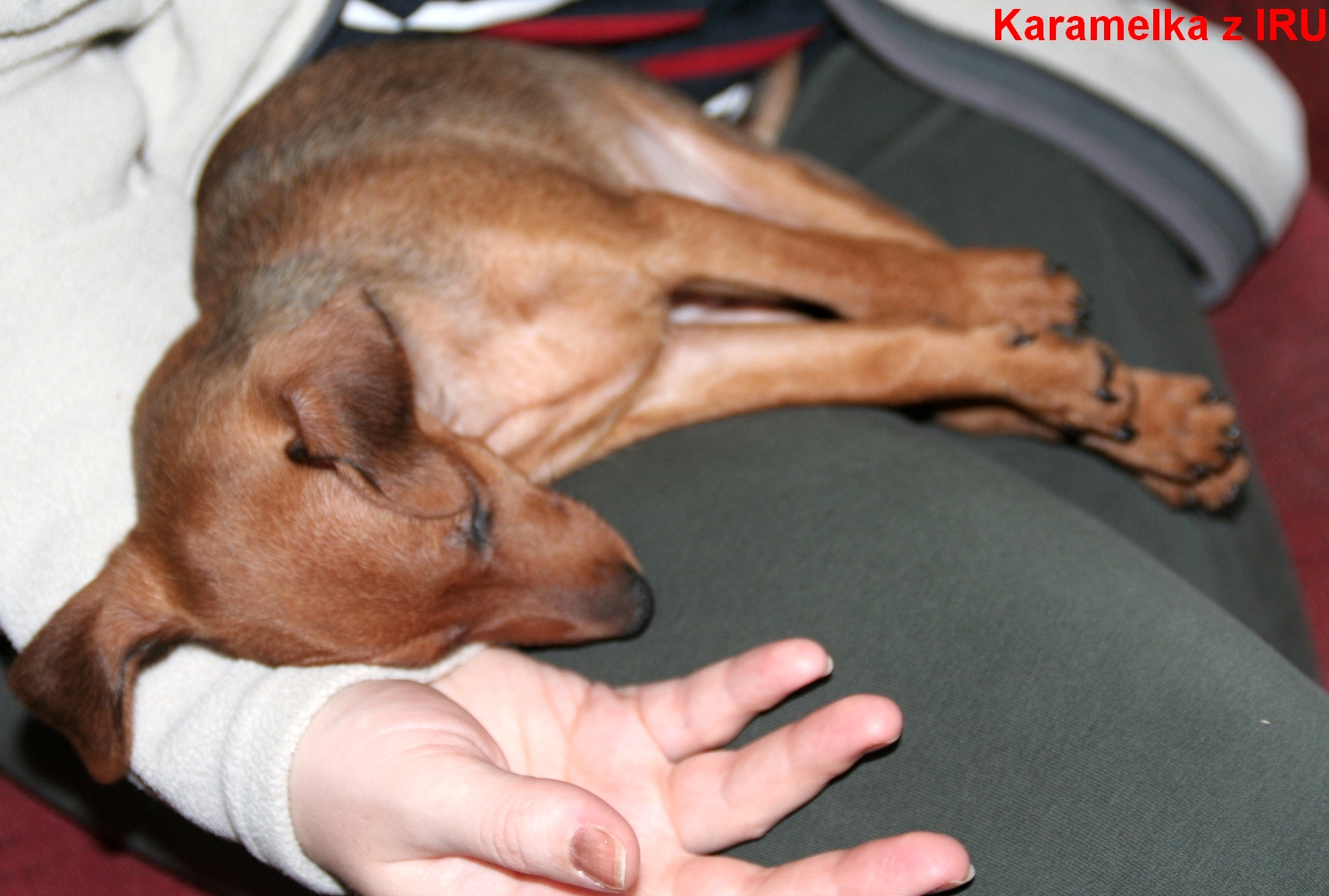 8.4.2013 Karamelka z IRU doma,zase usnula v náruči .D