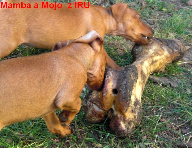 10.4.2014 Mamba a Mojo z IRU s kostí - také kamarád