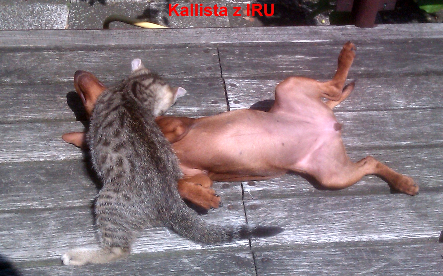 16.11.2013 Kallista z IRU a kočičí kamarádka