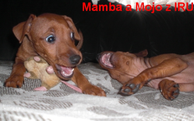20.3.2014 Mamba a Mojo z IRU doma při hře