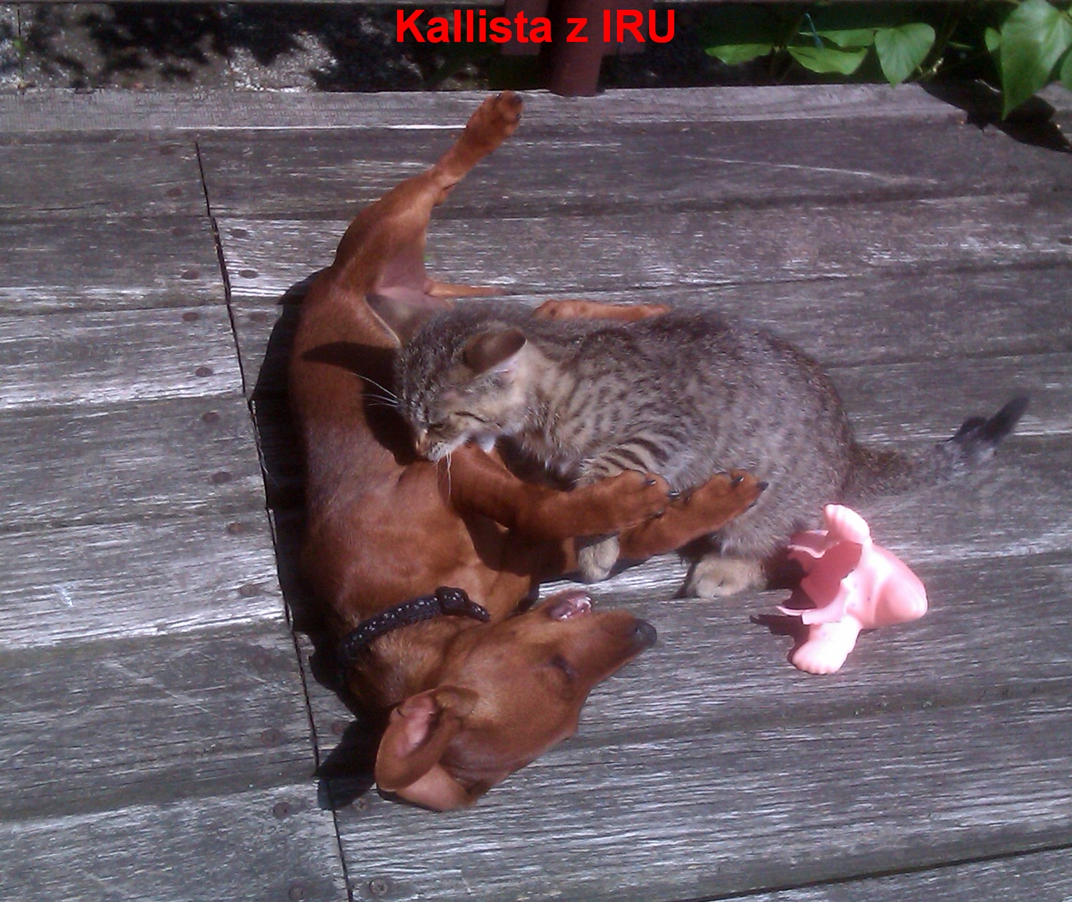 16.11.2013 Kallista z IRU a kočičí hrádky.