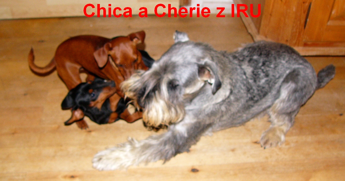 18.11.2011 Cherie a Chica z IRU s kníračem