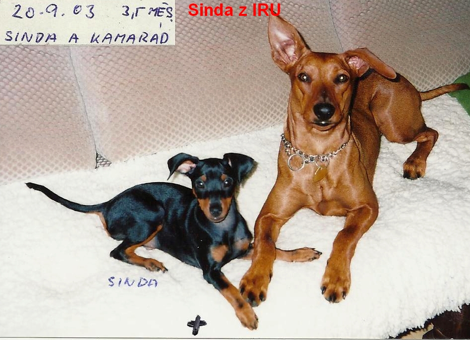 20.9.2003 Sinda z IRU, 3,5 měs. s kamarádem
