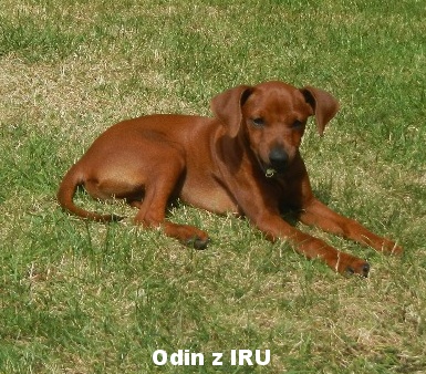 3.9.2015 Odin z IRU již doma