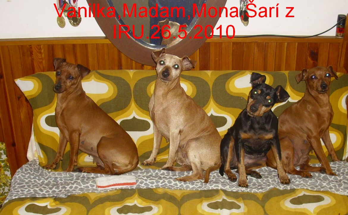 26.5.2010 Irouši Vanilka,Madam,Mona,Šarí
