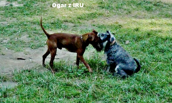 14.9.2016 Ogar z IRU s kamarádkou na táboře