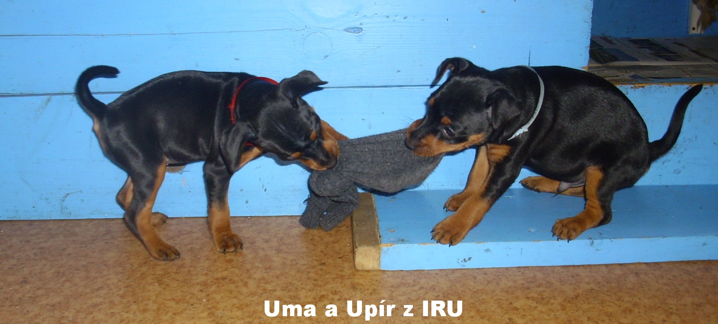 10.4.2018 Uma a Upír z IRU když se dva perou, stále se perou ...
