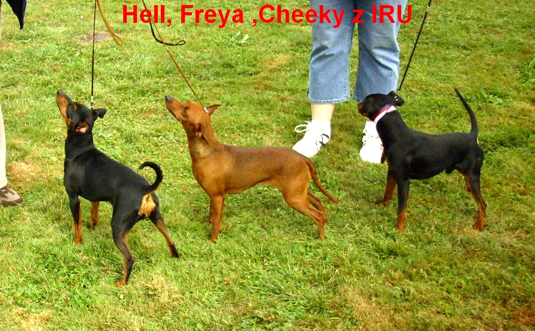 (57) 26.8.2012  Hell ,Freya a Cheeky MVP Ml.Bol.všichni bokem