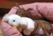 25.7.2012  Izabella z IRU doma v pelíšku s kuřetem